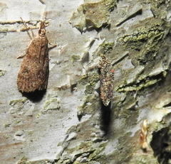 Scoparia penumbralis