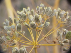 Opopanax chironium