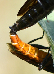 Phyllomydas phyllocerus