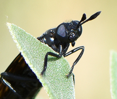 Phyllomydas phyllocerus