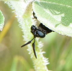 Phyllomydas phyllocerus