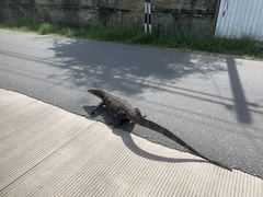 Varanus salvator salvator