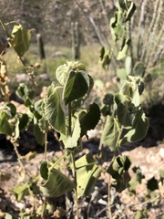 Abutilon abutiloides