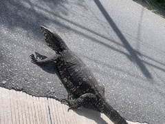Varanus salvator salvator