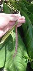 Anthurium sellowianum