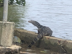 Varanus salvator salvator