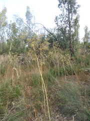 Opopanax chironium