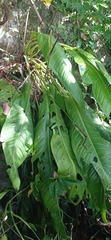 Anthurium sellowianum