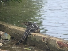 Varanus salvator salvator