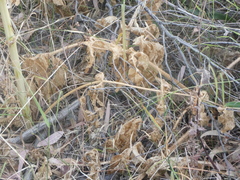 Opopanax chironium