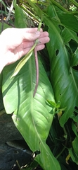 Anthurium sellowianum