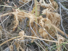Opopanax chironium