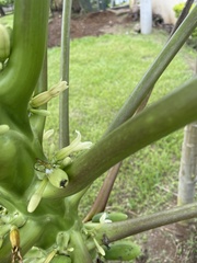 Toxotrypana curvicauda