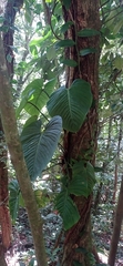 Philodendron ornatum