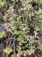 Sedum gracile