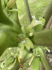 Toxotrypana curvicauda