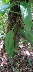Philodendron obliquifolium