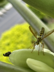 Toxotrypana curvicauda