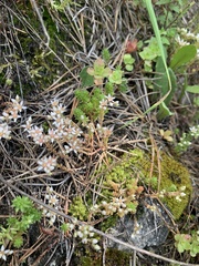 Sedum gracile