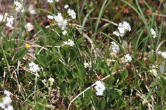 Valeriana saxatilis