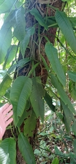 Philodendron obliquifolium
