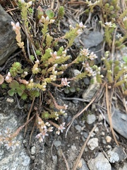Sedum gracile