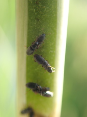 Telmatophilus typhae