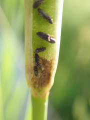 Telmatophilus typhae