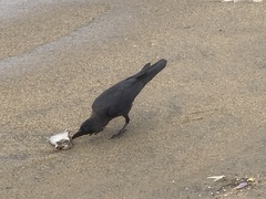 Corvus splendens