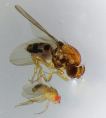 Leucophenga maculata