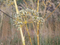 Opopanax chironium