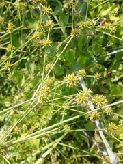 Juncus validus