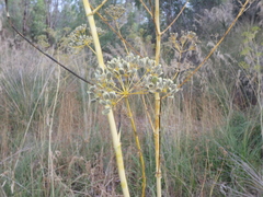 Opopanax chironium