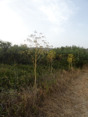 Opopanax chironium