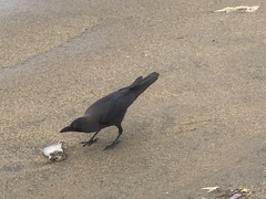Corvus splendens