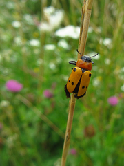 Tituboea sexmaculata