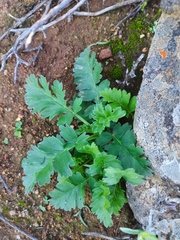 Pelargonium pulchellum