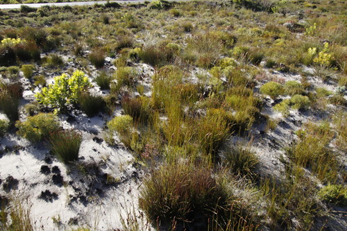Image of Restio bifurcus by (c) Tony Rebelo, some rights reserved (CC BY-SA)