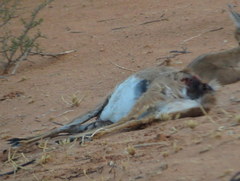 Raphicerus campestris steinhardti