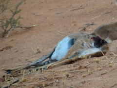 Raphicerus campestris steinhardti
