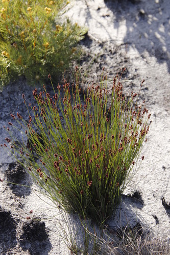Image of Elegia nuda by (c) Tony Rebelo, some rights reserved (CC BY-SA)
