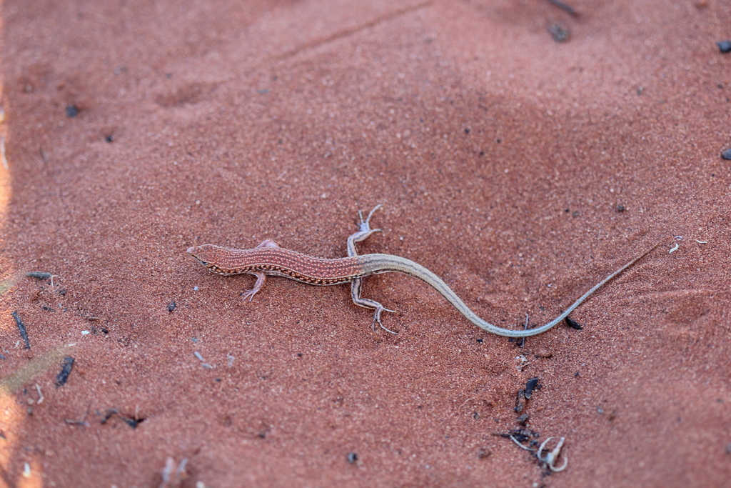 Wedgesnout Ctenotus