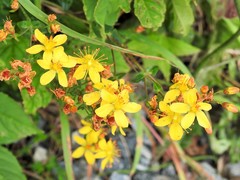 Hypericum pulchrum