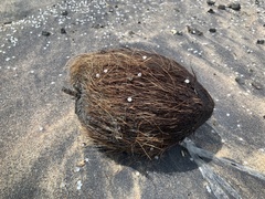 Cocos nucifera