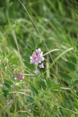 Lathyrus incurvus