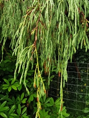 Dacrydium