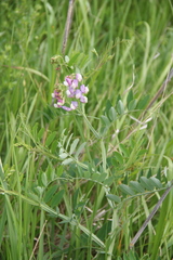 Lathyrus incurvus