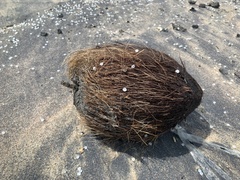 Cocos nucifera