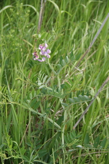Lathyrus incurvus