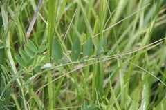 Lathyrus incurvus